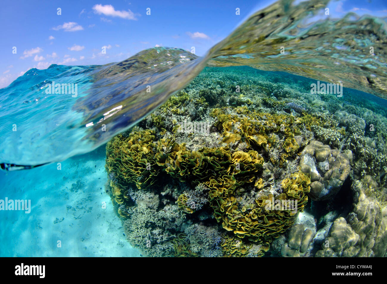 Coral reef, mainly lettuce coral, Turbinaria reniformis, at Mwand Pass
