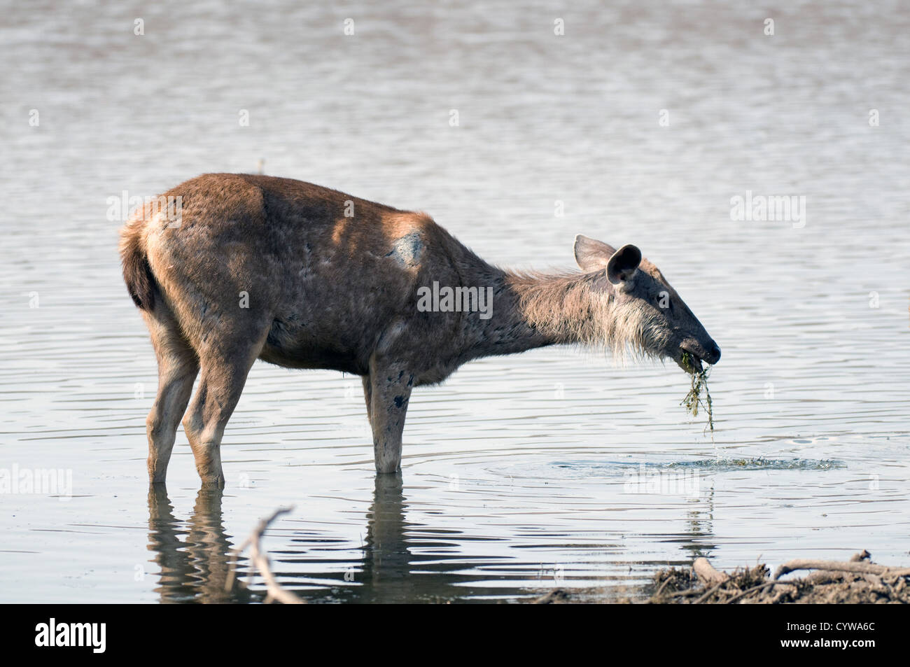 Sambar eating in lake Stock Photo