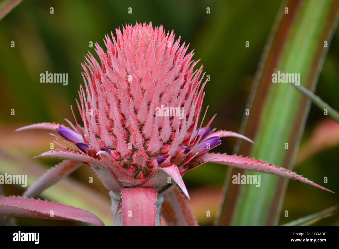 Pineapple flower, Ananas comosus, Oahu, Hawaii, USA Stock Photo