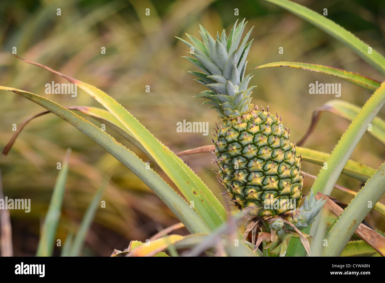 Pineapple, Ananas comosus, Oahu, Hawaii, USA Stock Photo