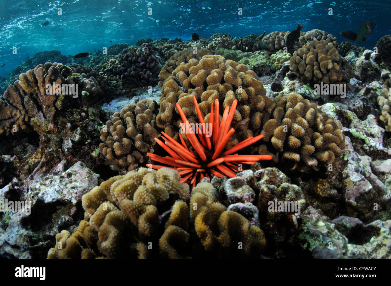 Red pencil sea urchin, Heterocentrotus mammillatus, Molokini crater, Maui, Hawaii, USA Stock Photo