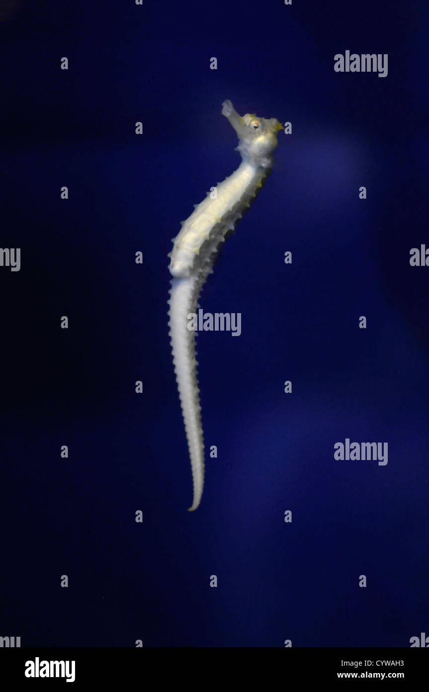 Lined seahorse in captivity, Hippocampus erectus, Hawaii, USA Stock Photo