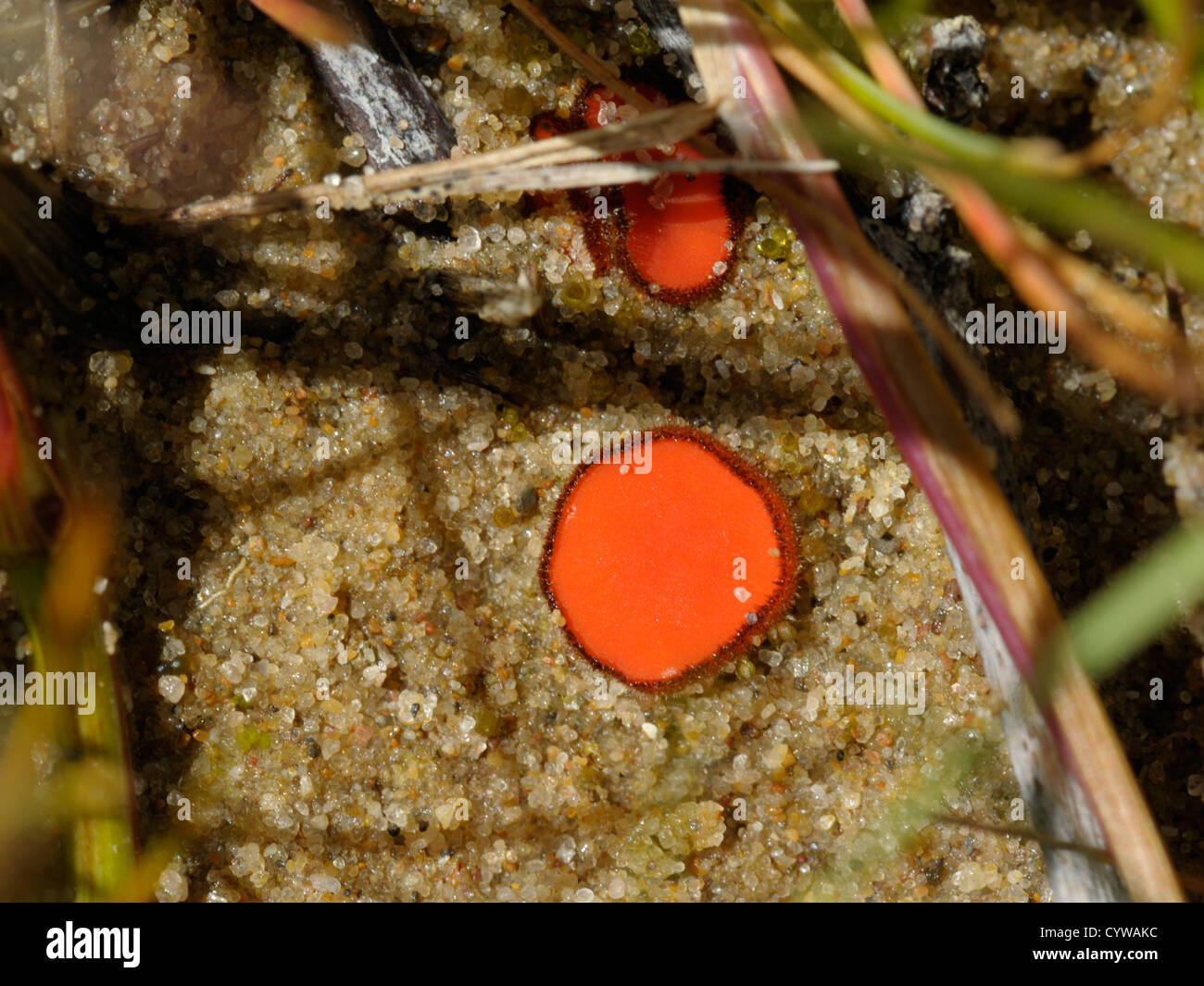 Eyelash Cup or Scarlet Elf Cap Fungus, Scutellinia scutellata Stock Photo