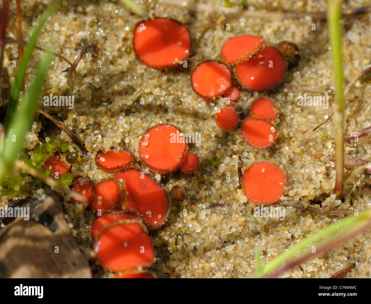 Eyelash Cup or Scarlet Elf Cap, Scutellinia scutellata Stock Photo