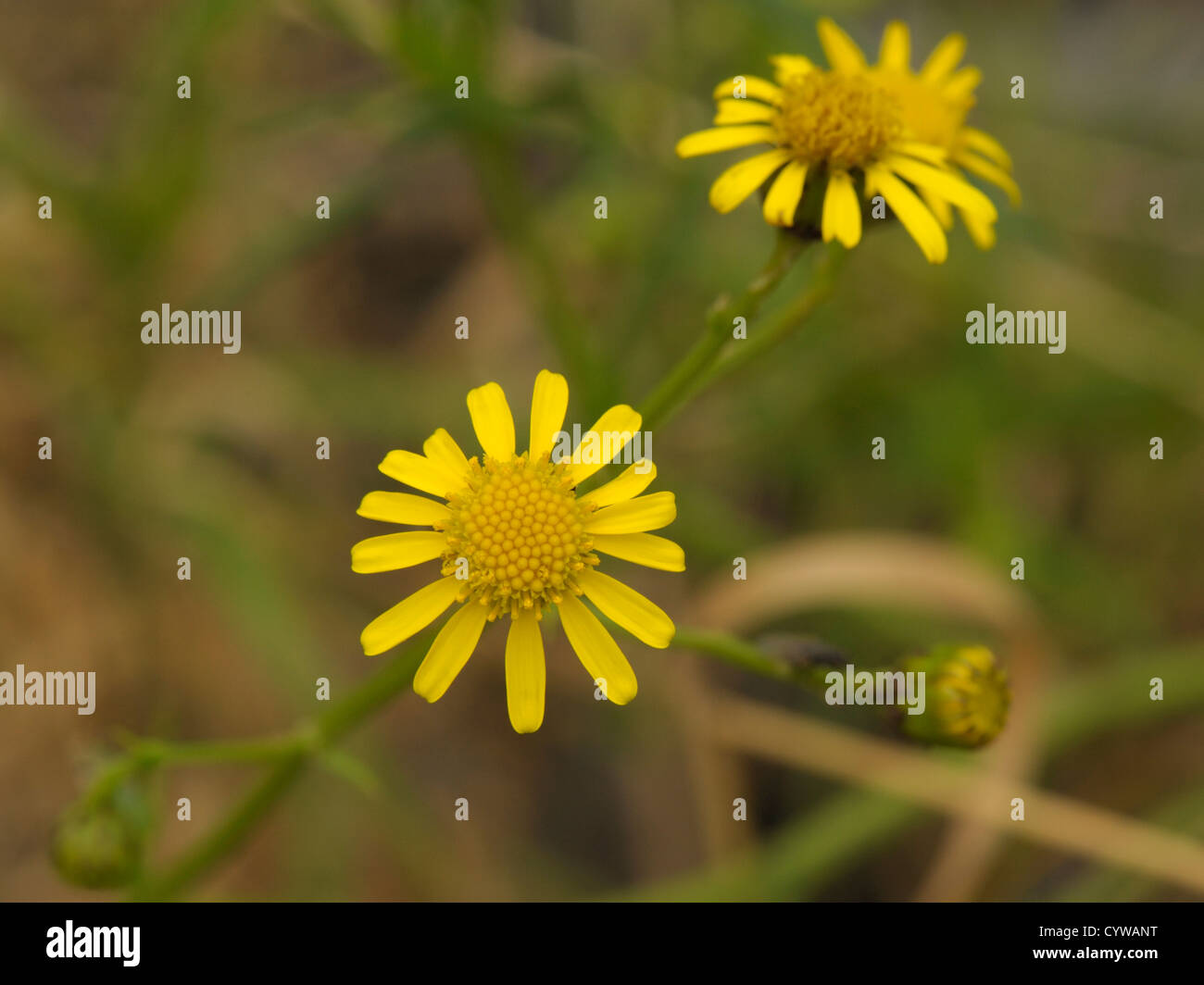 South african ragwort hi-res stock photography and images - Alamy
