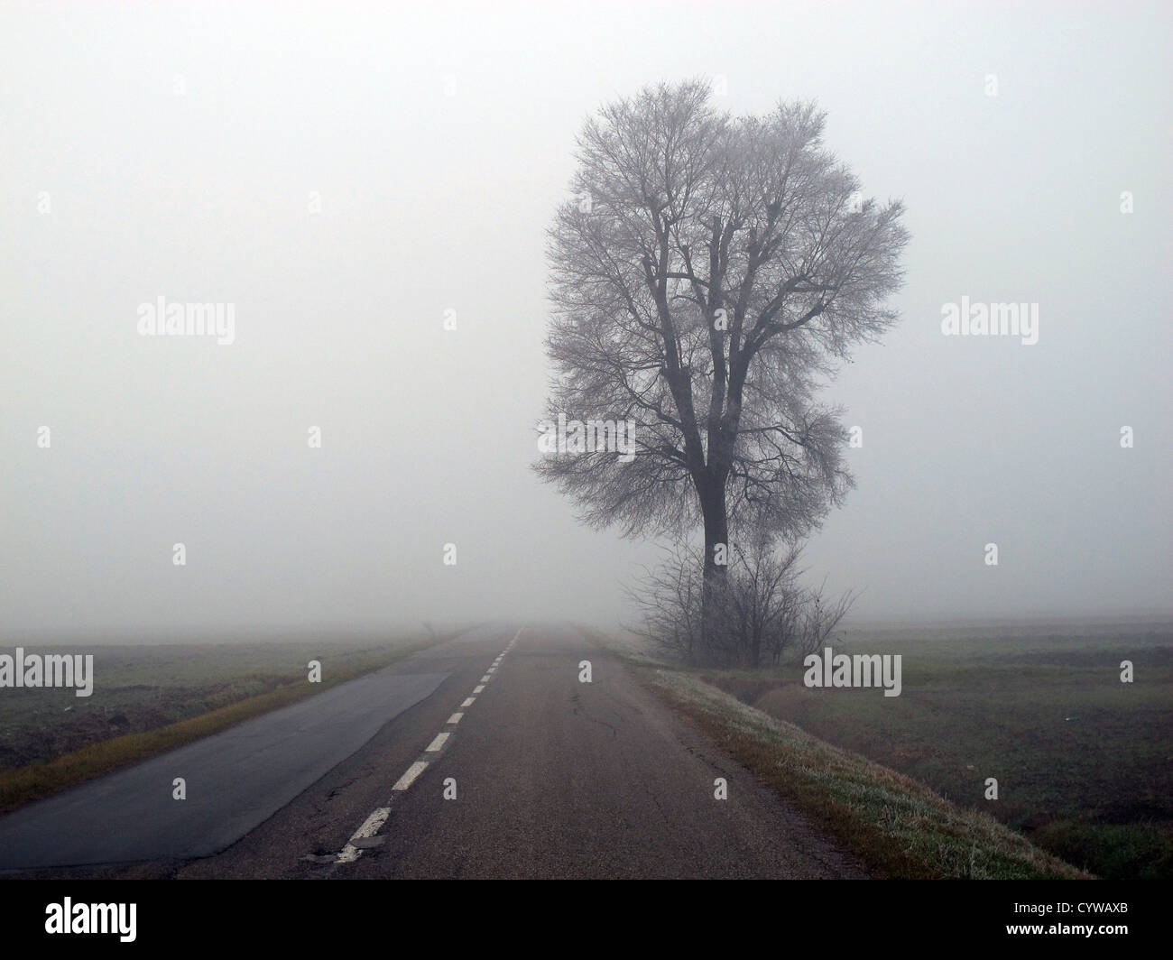 Po valley close to Reggio Emilia, PO river area, trees in the fog Stock Photo