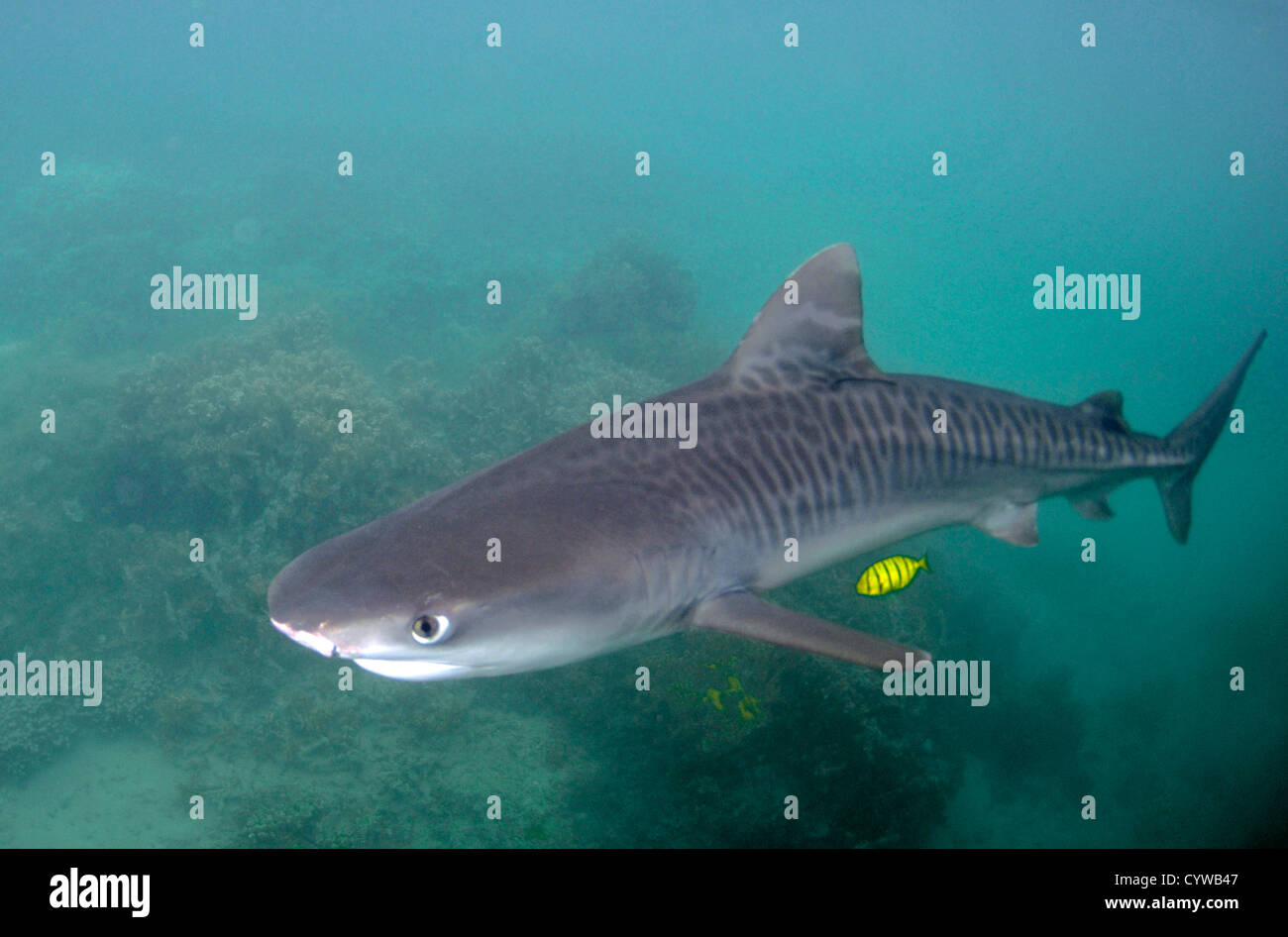 Young tiger shark hi-res stock photography and images - Alamy