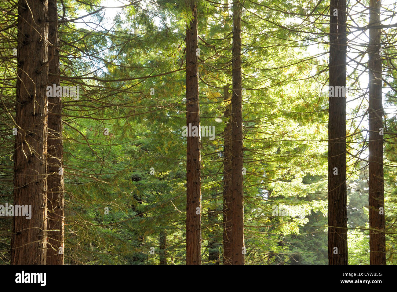 Large Spider's Web High Up Between Coastal Redwood Trees Stock Photo