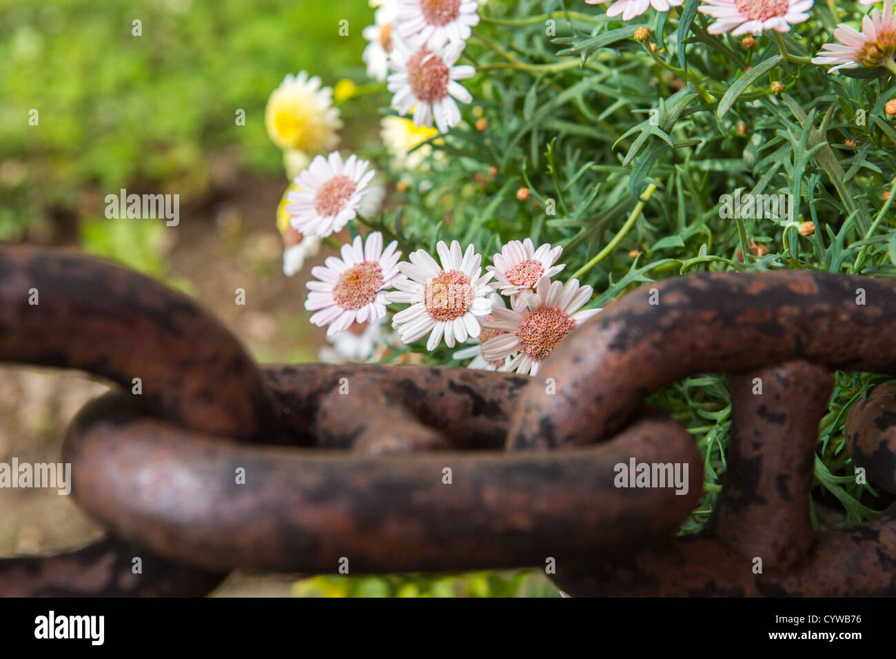 Daisy flowers along with large rustic chain Stock Photo Alamy