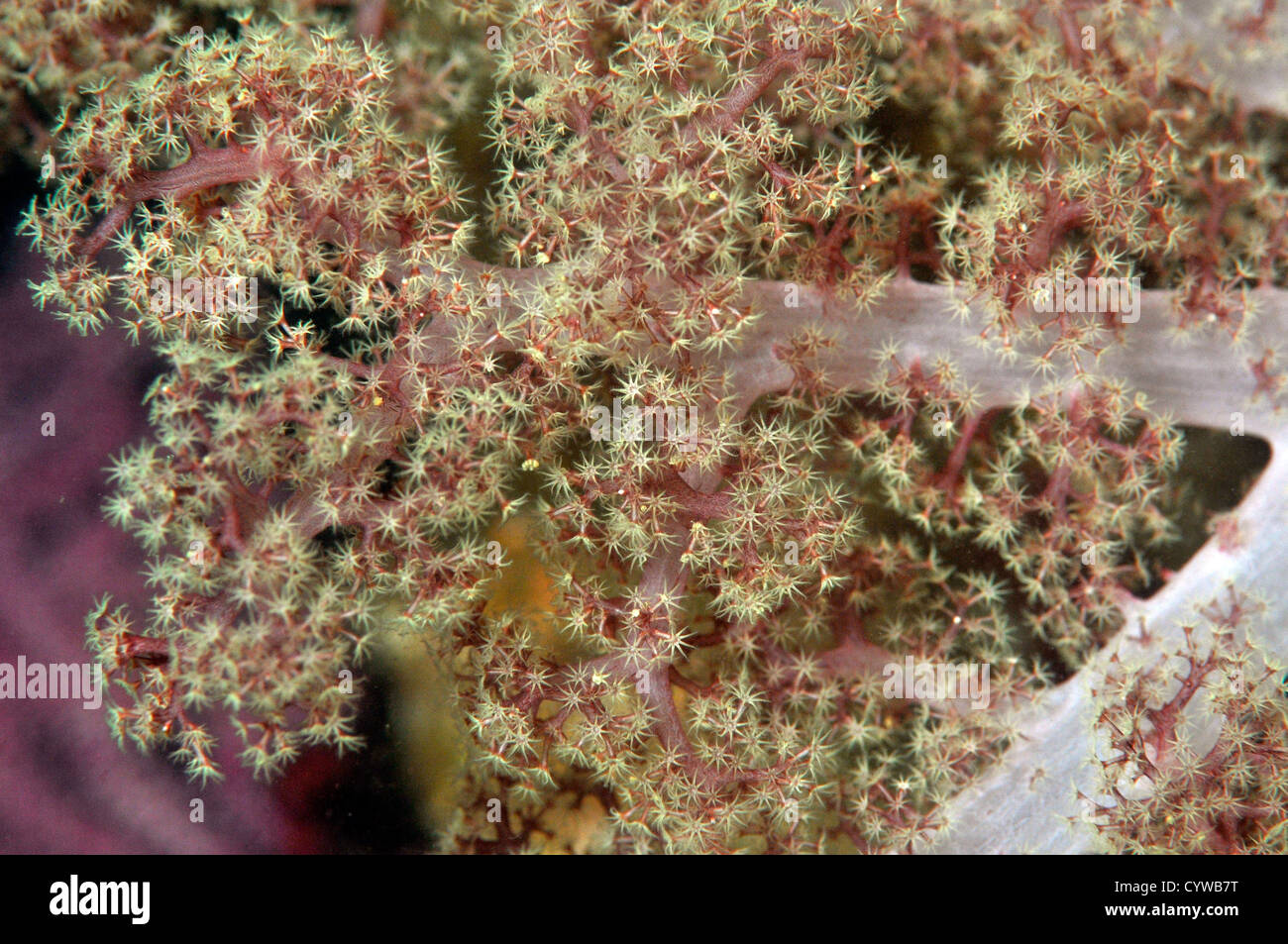 Red soft coral, Dendronephthea sp., Bitagane, Atami, Izu peninsula, Japan Stock Photo