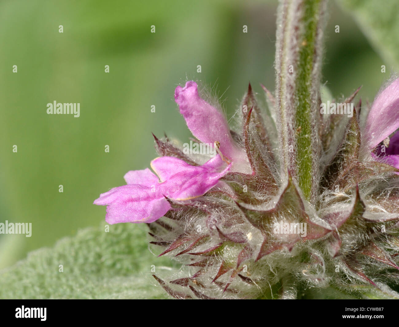 Downy Woundwort, Stachys germanica Stock Photo