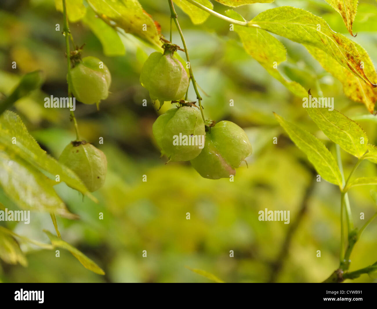 Bladdernut, Staphylea pinnata fruits Stock Photo