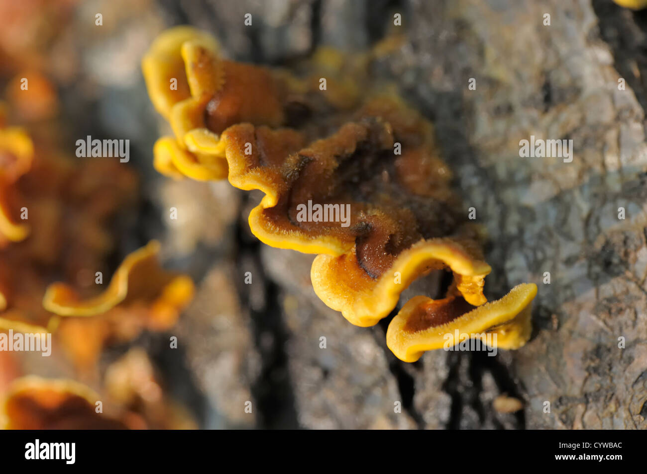 Hairy Curtain Crust Fungus, Stereum hirsutum Stock Photo