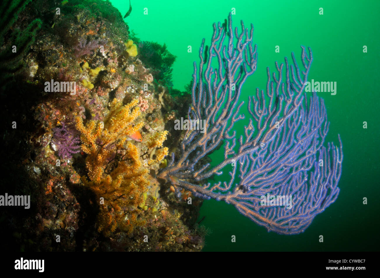 Blue fan coral, Bitagane, Atami, Izu peninsula, Japan Stock Photo - Alamy