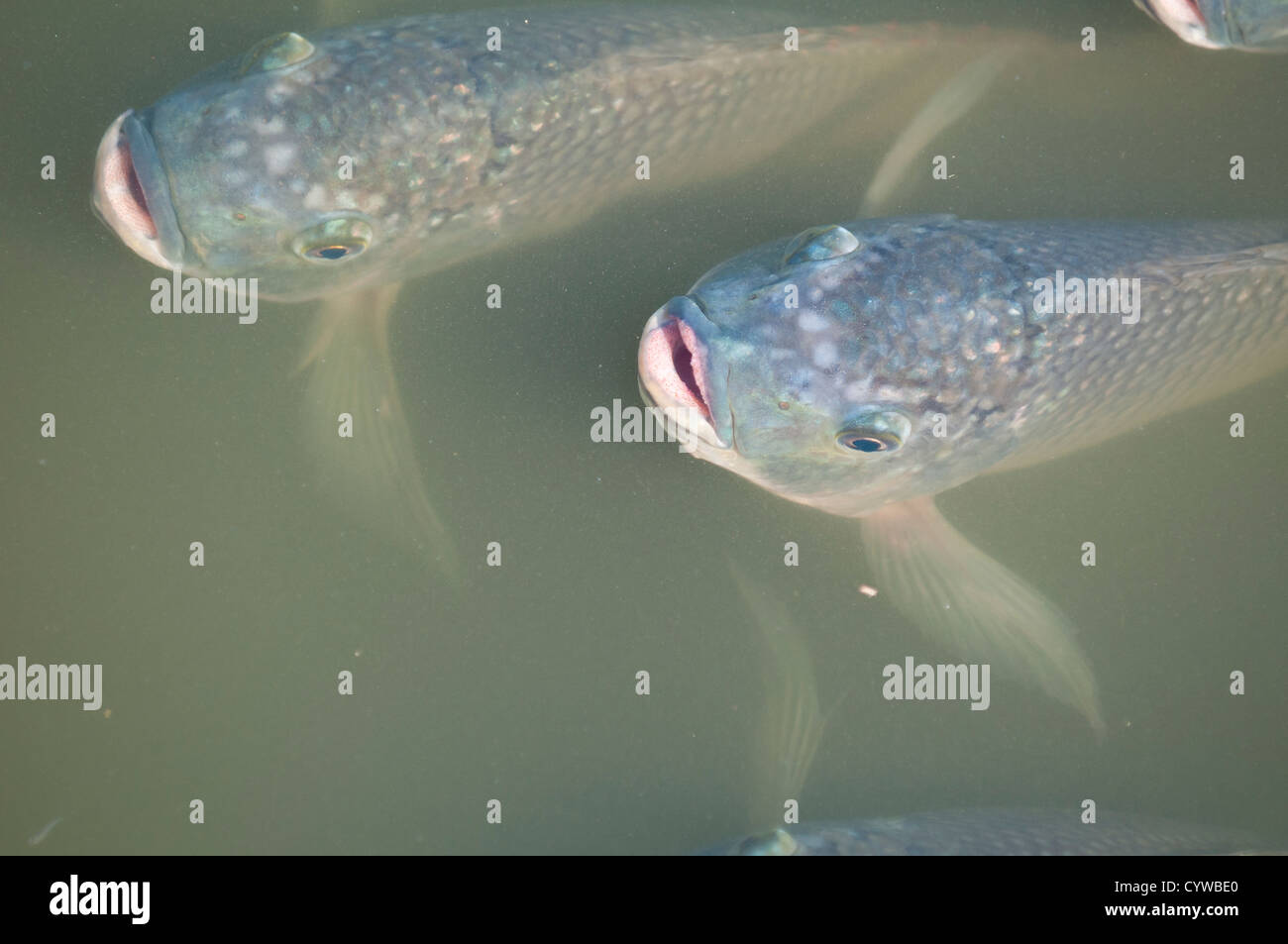Blue tilapia oreochromis aureus florida hires stock photography and