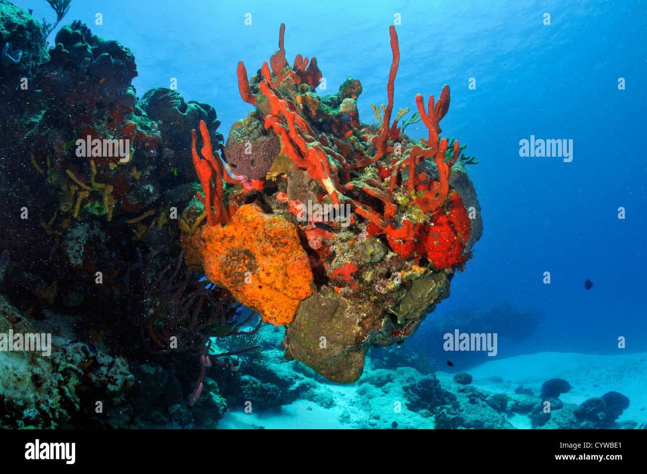 Colorful coral reefs and sponges, Cozumel, Quintana-Roo, Mexico, Caribbean Sea Stock Photo