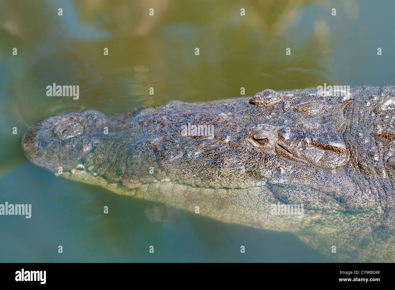 American alligator, Alligator mississippiensis, Everglades Florida ...