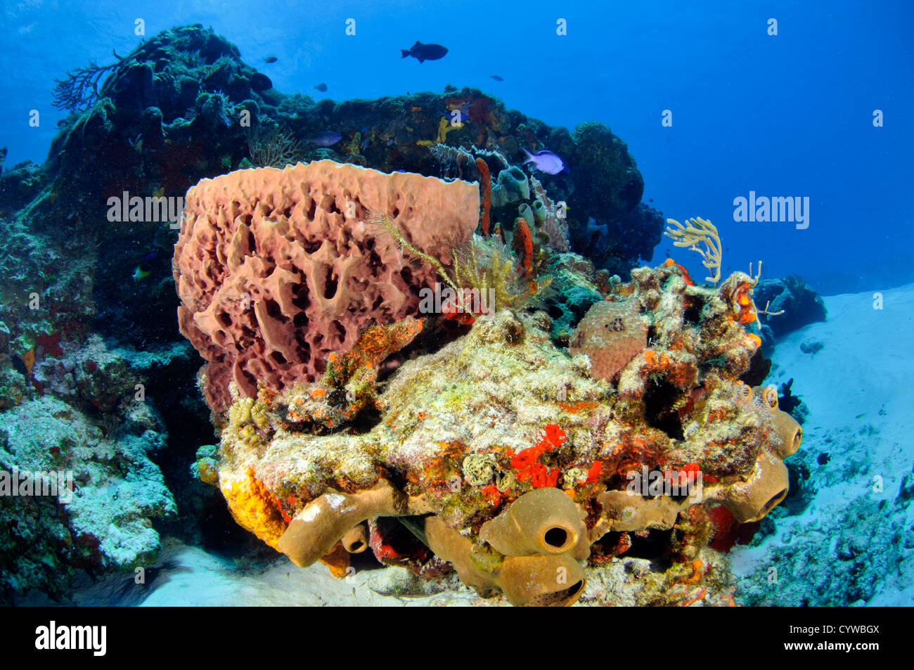 Colorful coral reefs and sponges, including Porites sp. and Dendrogyra