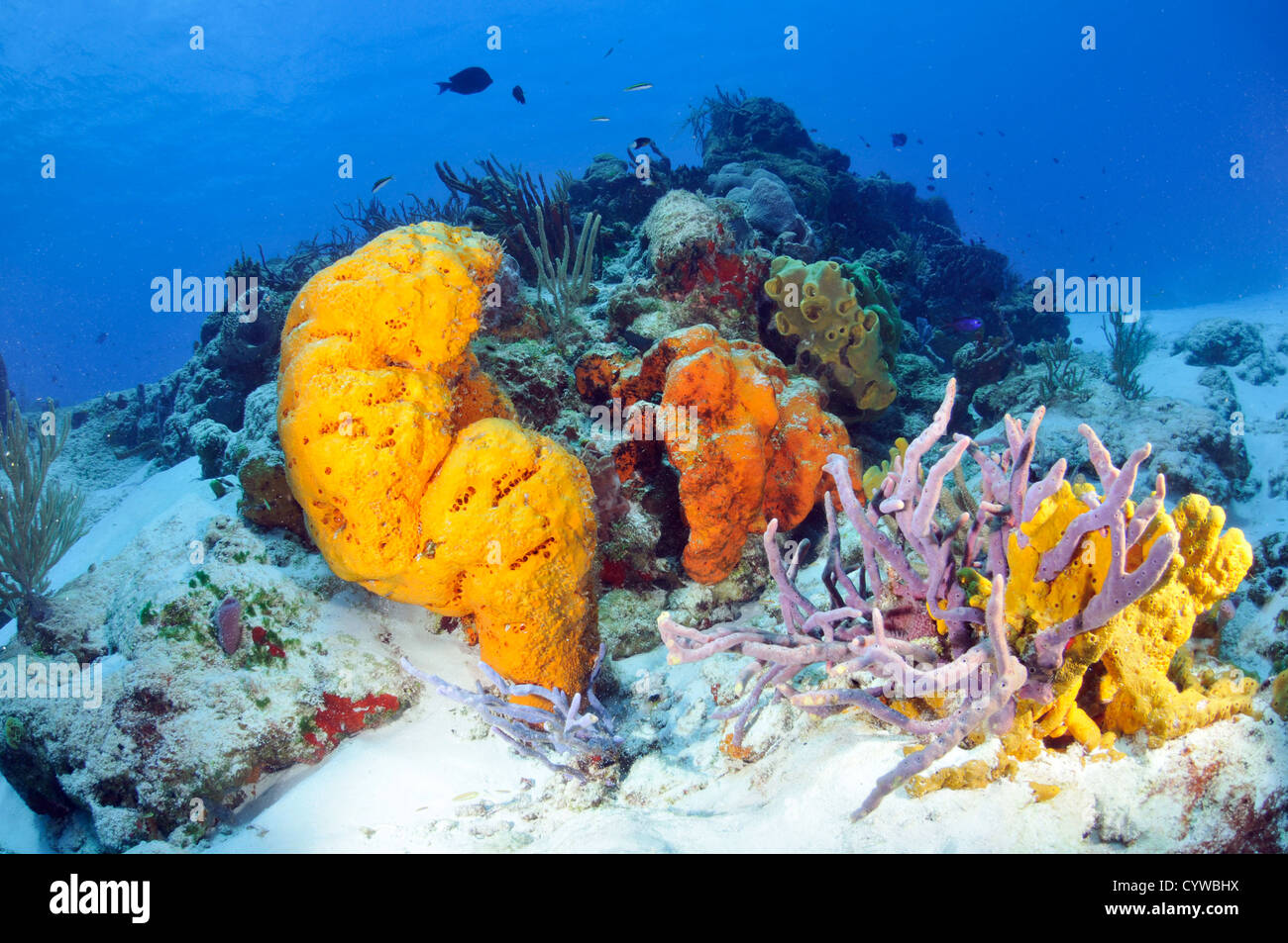 Colorful coral reefs, including Porites sp., and sponges, Cozumel, Quintana-Roo, Mexico, Caribbean Sea Stock Photo