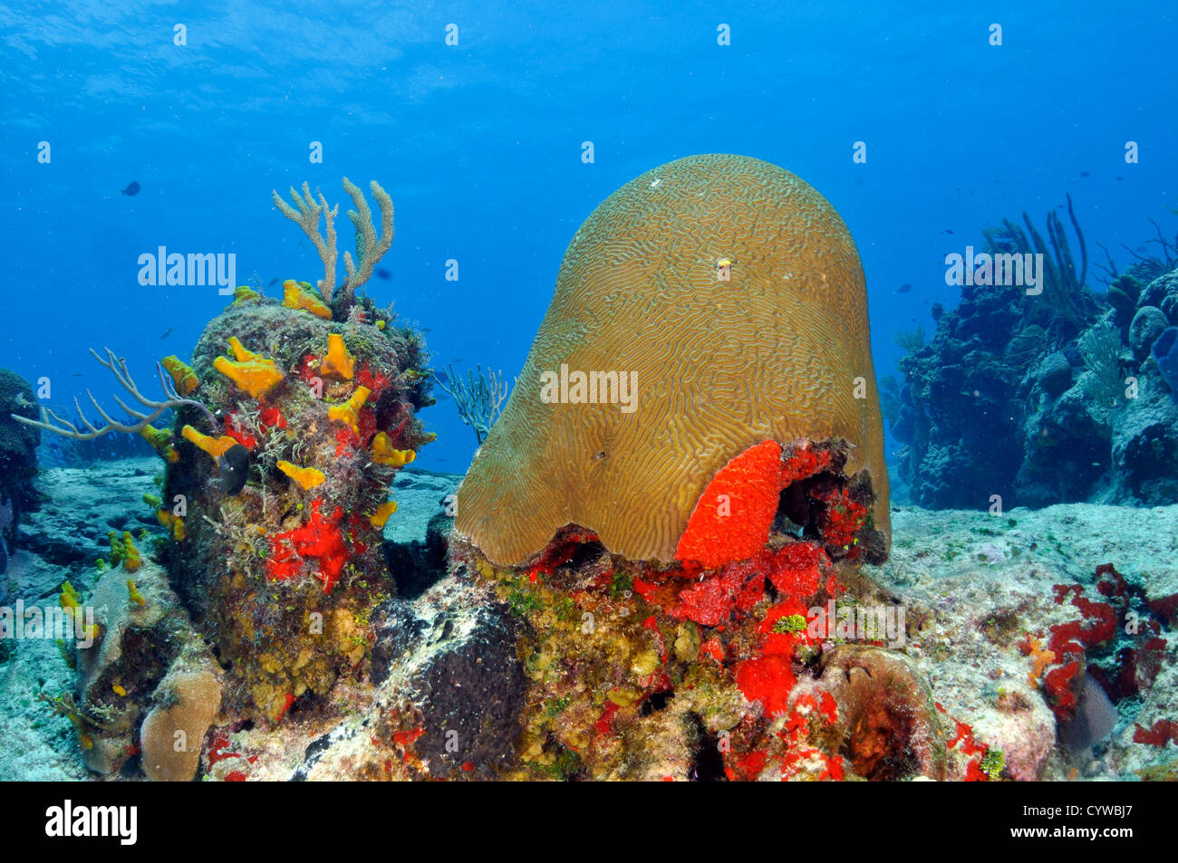 Colorful coral reefs and sponges, Cozumel, Quintana-Roo, Mexico, Caribbean Sea Stock Photo