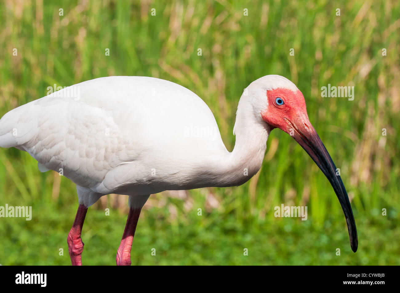 White Ibis, Eudocimus albus, Everglades National Park, UNESCO World Heritage Site, Florida. Stock Photo