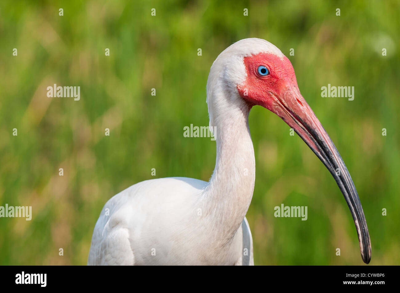 White Ibis, Eudocimus albus, Everglades National Park, UNESCO World Heritage Site, Florida. Stock Photo