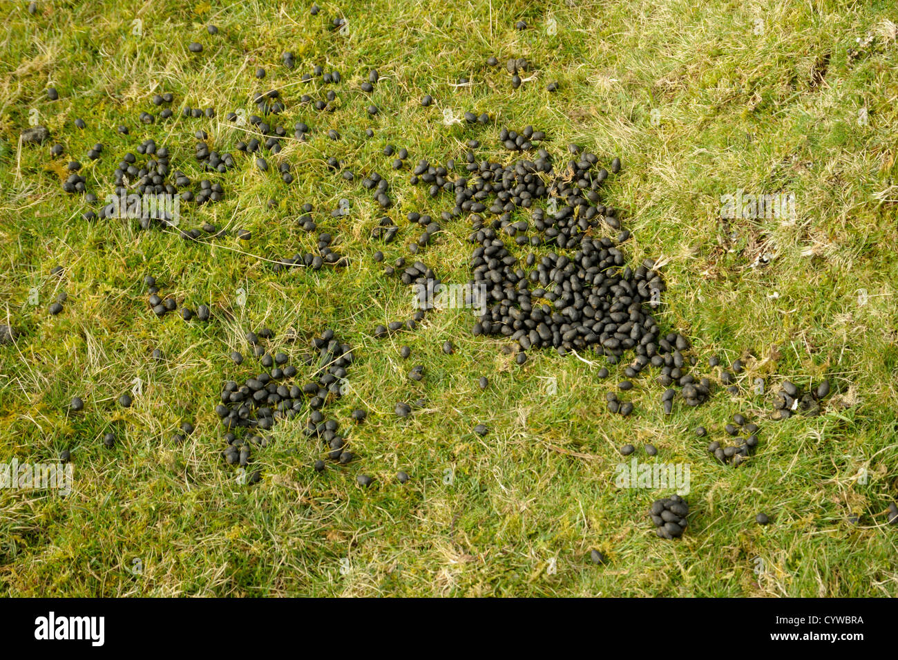 Sheep poo hi-res stock photography and images - Alamy