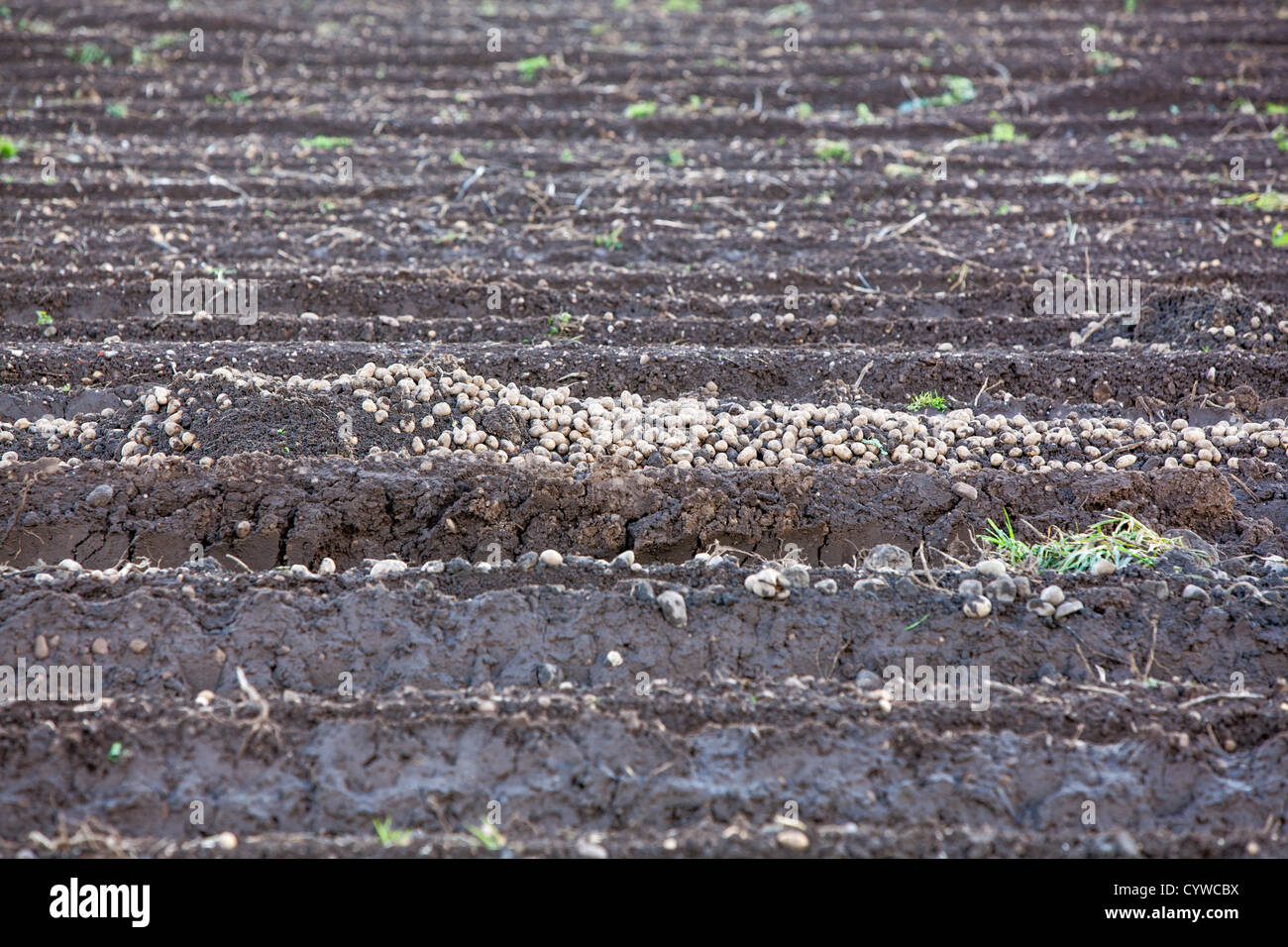 Piles of potatoes strewn across a muddy field during difficult harvesting conditions. Stock Photo