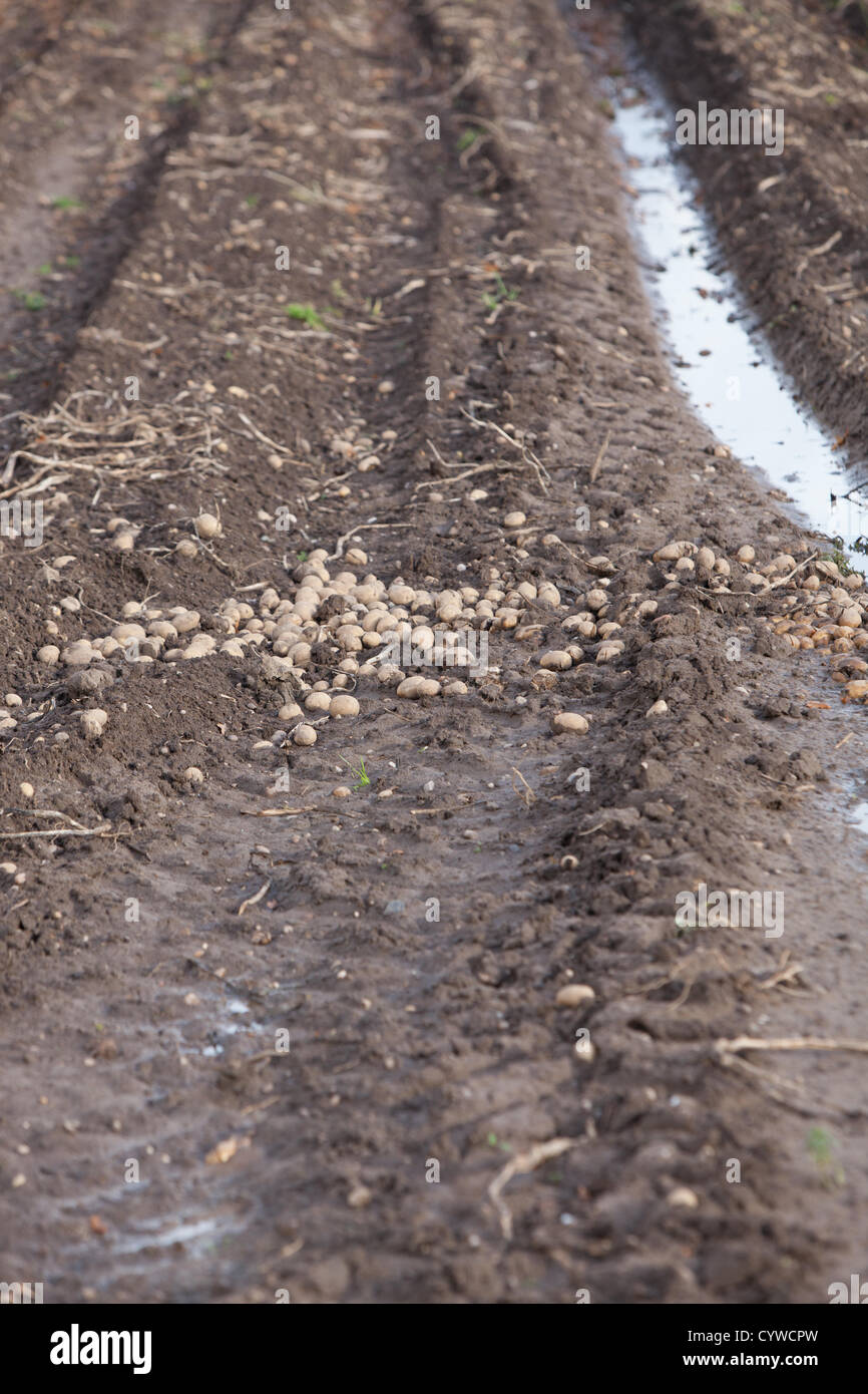 Piles of potatoes strewn across a muddy field during difficult harvesting conditions. Stock Photo