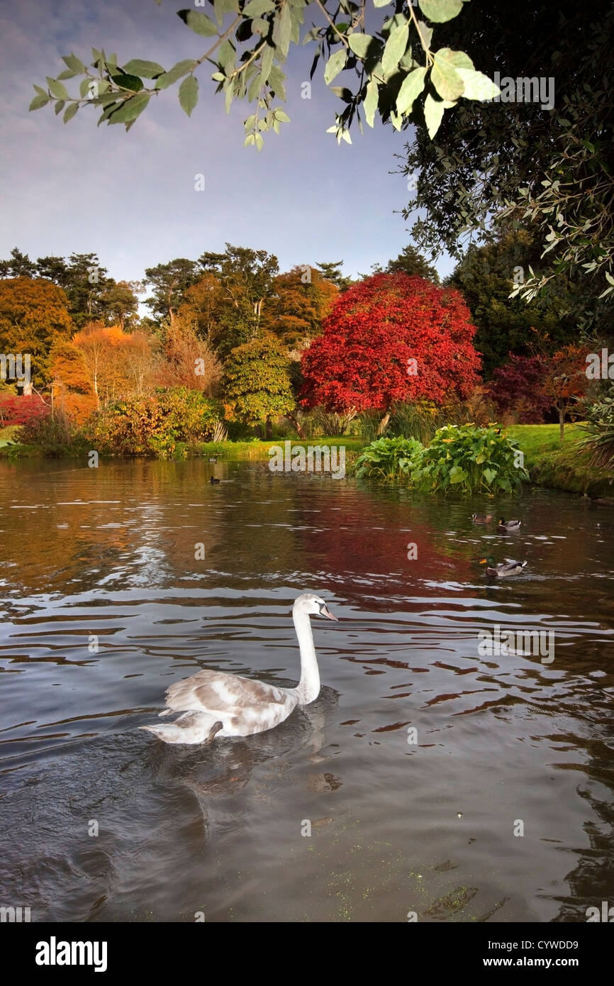 Swan captured on the lake at Mount Stewart, Northern Ireland. Stock Photo