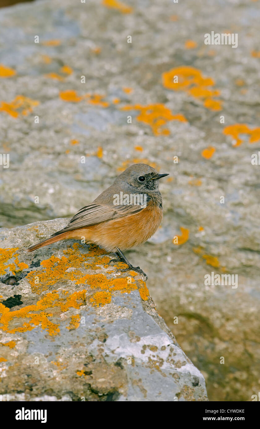 Phoenicurus ochruros semirufus hi-res stock photography and images - Alamy