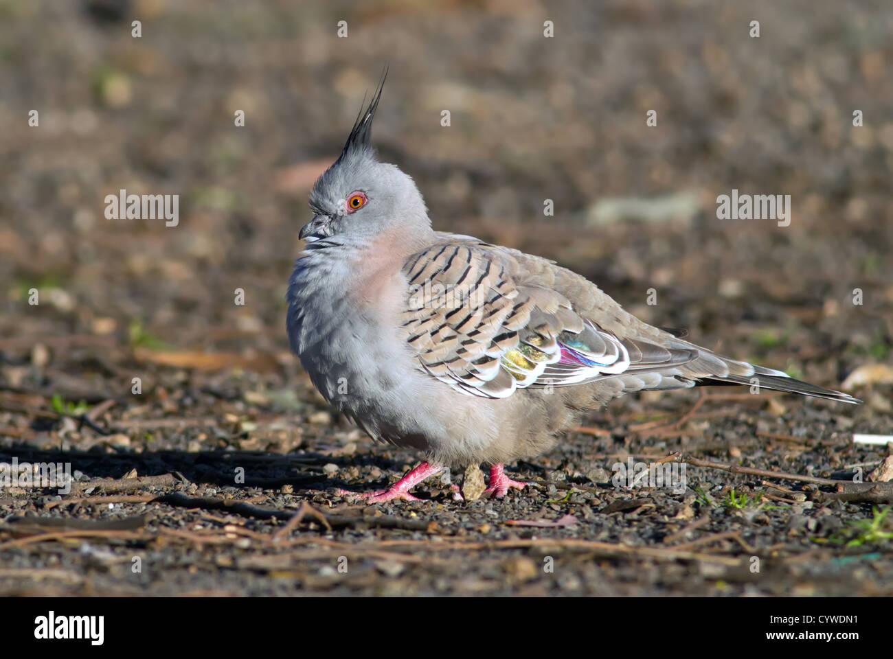 Top knot pigeon hires stock photography and images Alamy