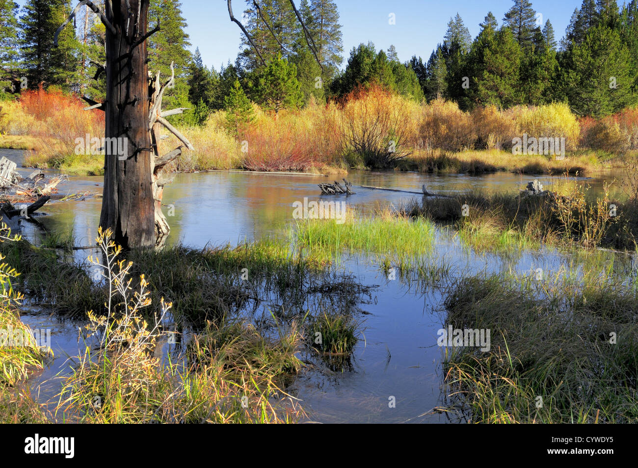 River marsh in the High Sierra mountains Stock Photo