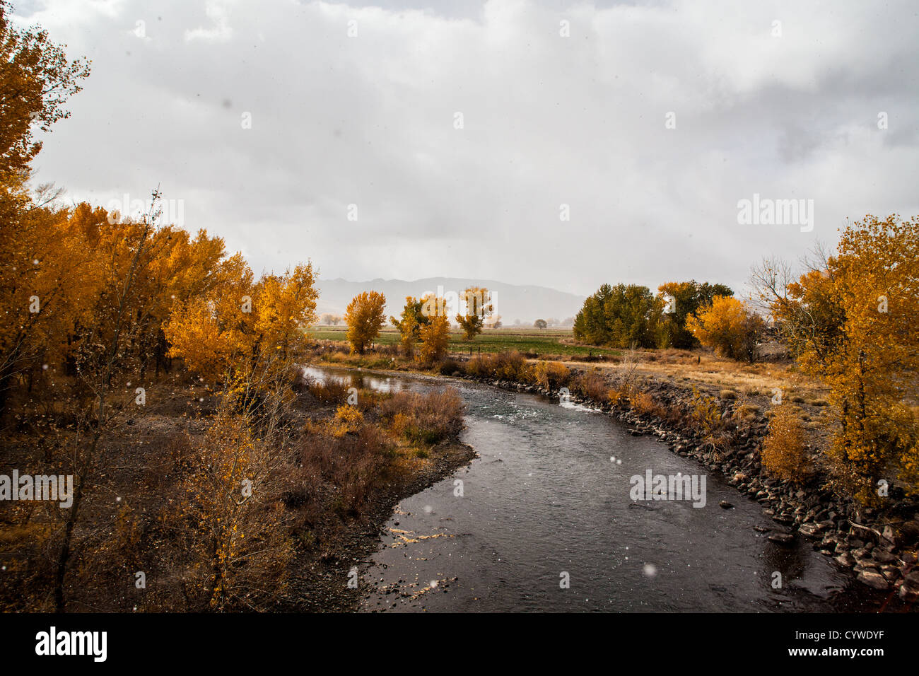 Fall color during a snowstorm at the Truckee River in Wadsworth Nevada Stock Photo