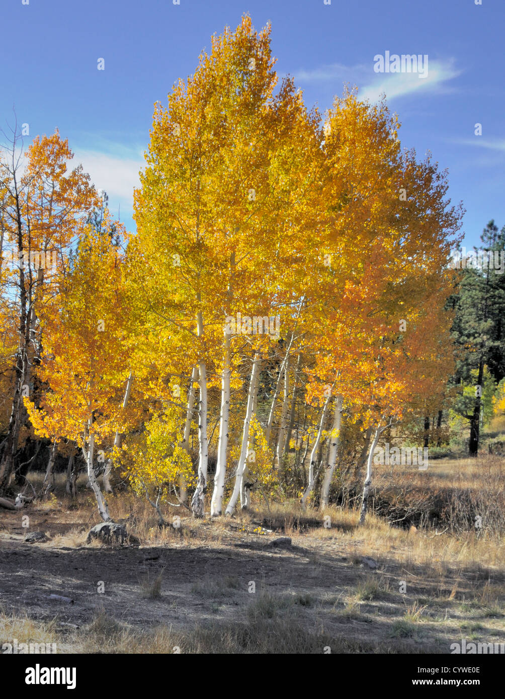 Quaking Aspen Trees Quaking Aspen Trees
