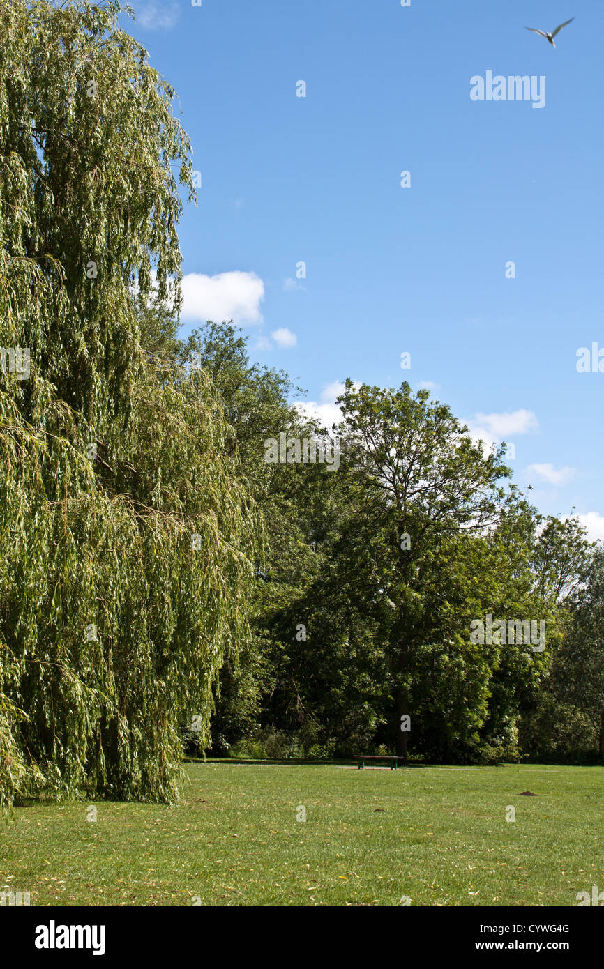 St Neots park in the summer with a gull in the sky Stock Photo