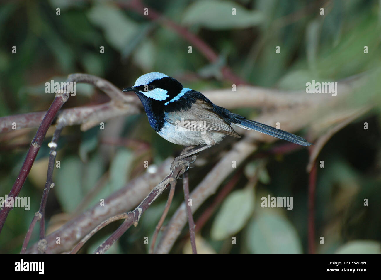 Male Superb Fairy Wren on a tree branch Stock Photo