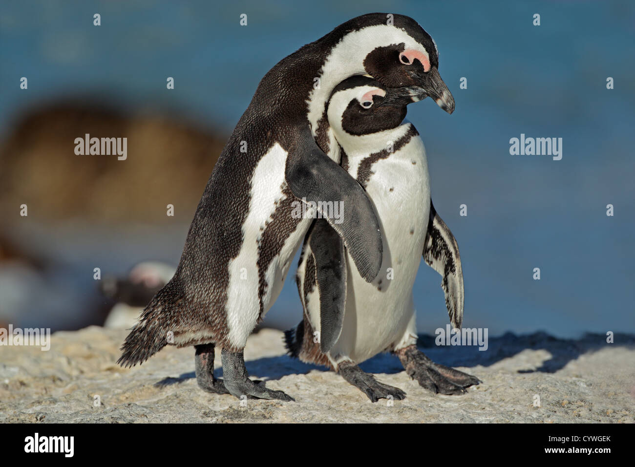 Pair of African penguin (Spheniscus demersus), Western Cape, South Africa Stock Photo