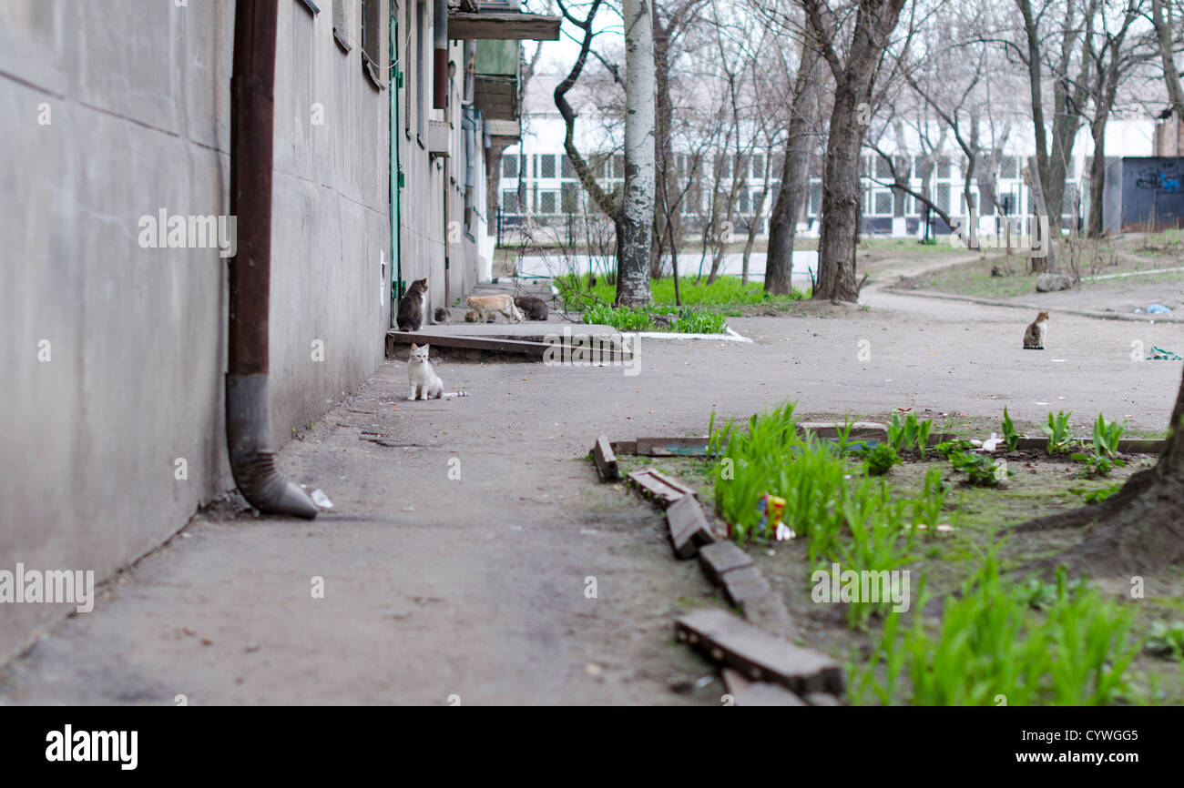Cat Kitten Stray Homeless Many Building Houses Backyard Stock