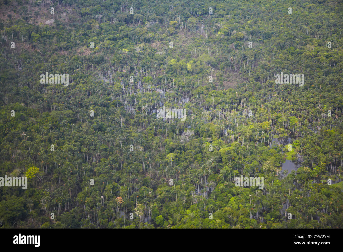 Aerial view of flooded forest in Amazon Rainforest, Manaus, Amazonas, Brazil Stock Photo