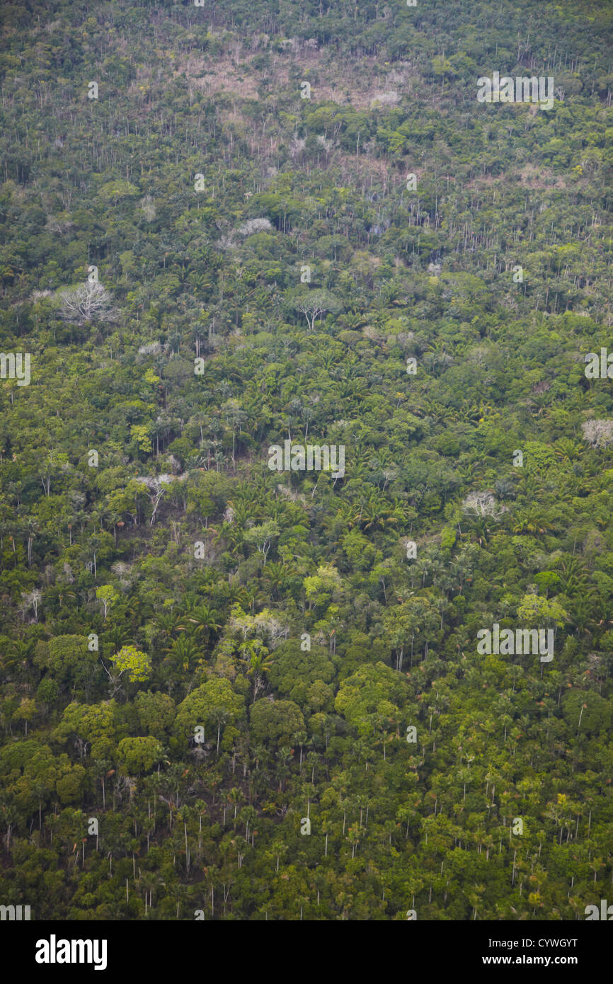 Aerial view of Amazon Rainforest, Manaus, Amazonas, Brazil Stock Photo