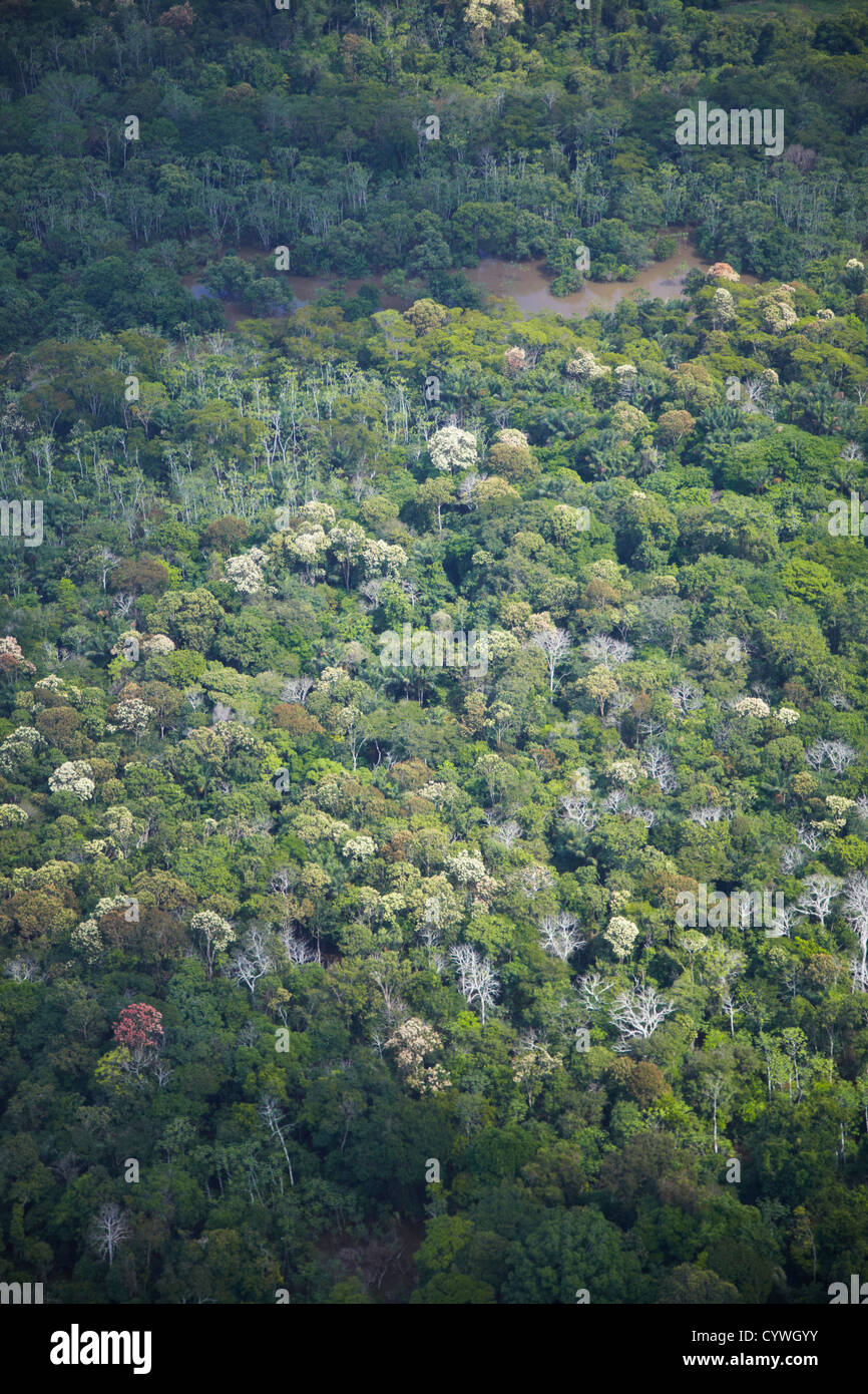 Aerial view of Amazon Rainforest, Manaus, Amazonas, Brazil Stock Photo