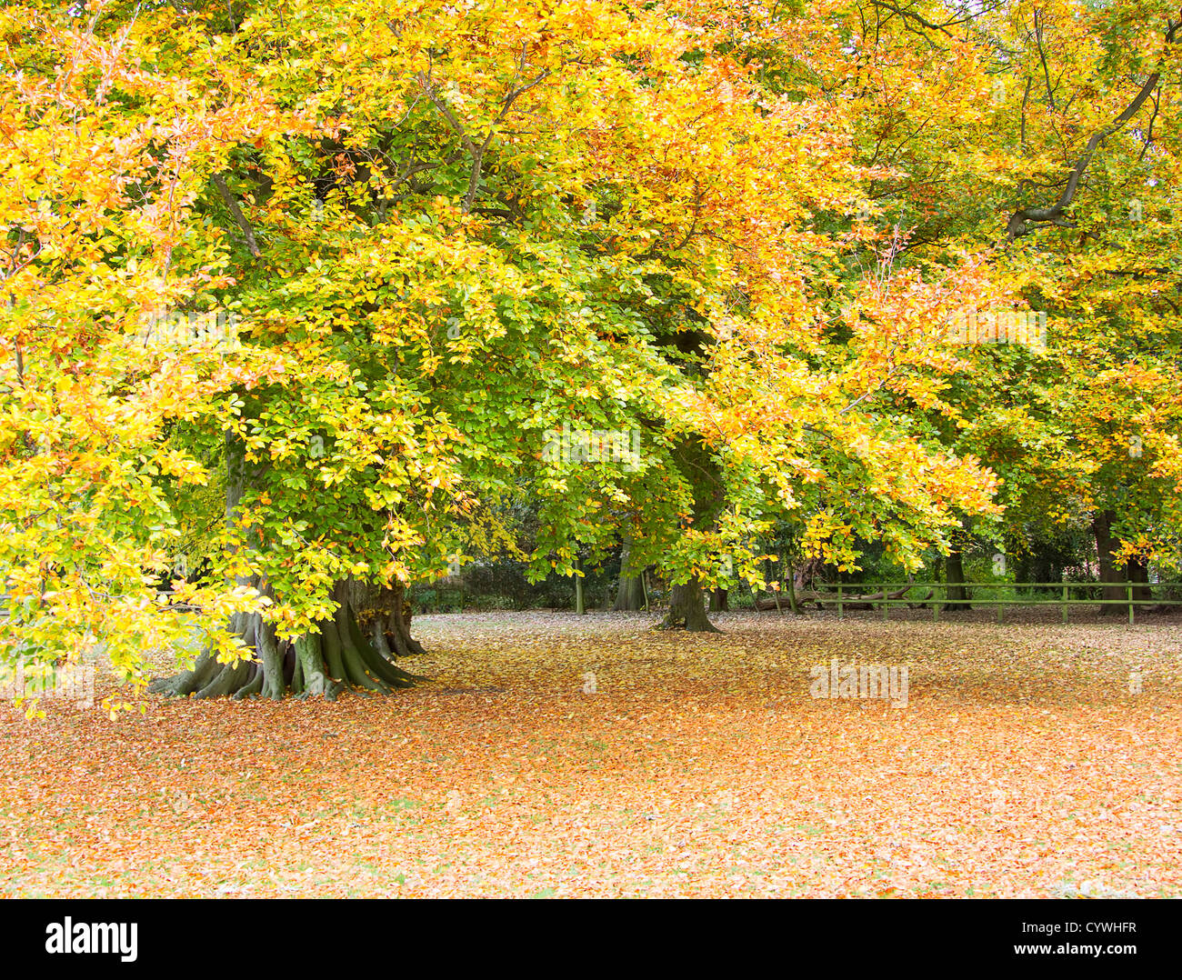 Colourful autumn leaves on tree and ground Stock Photo - Alamy