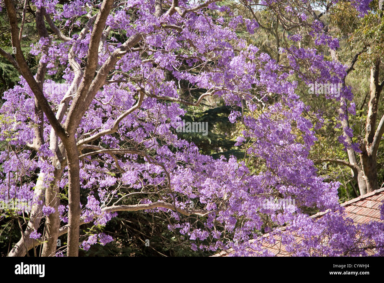 Purple jacaranda flowering tree hires stock photography and images Alamy