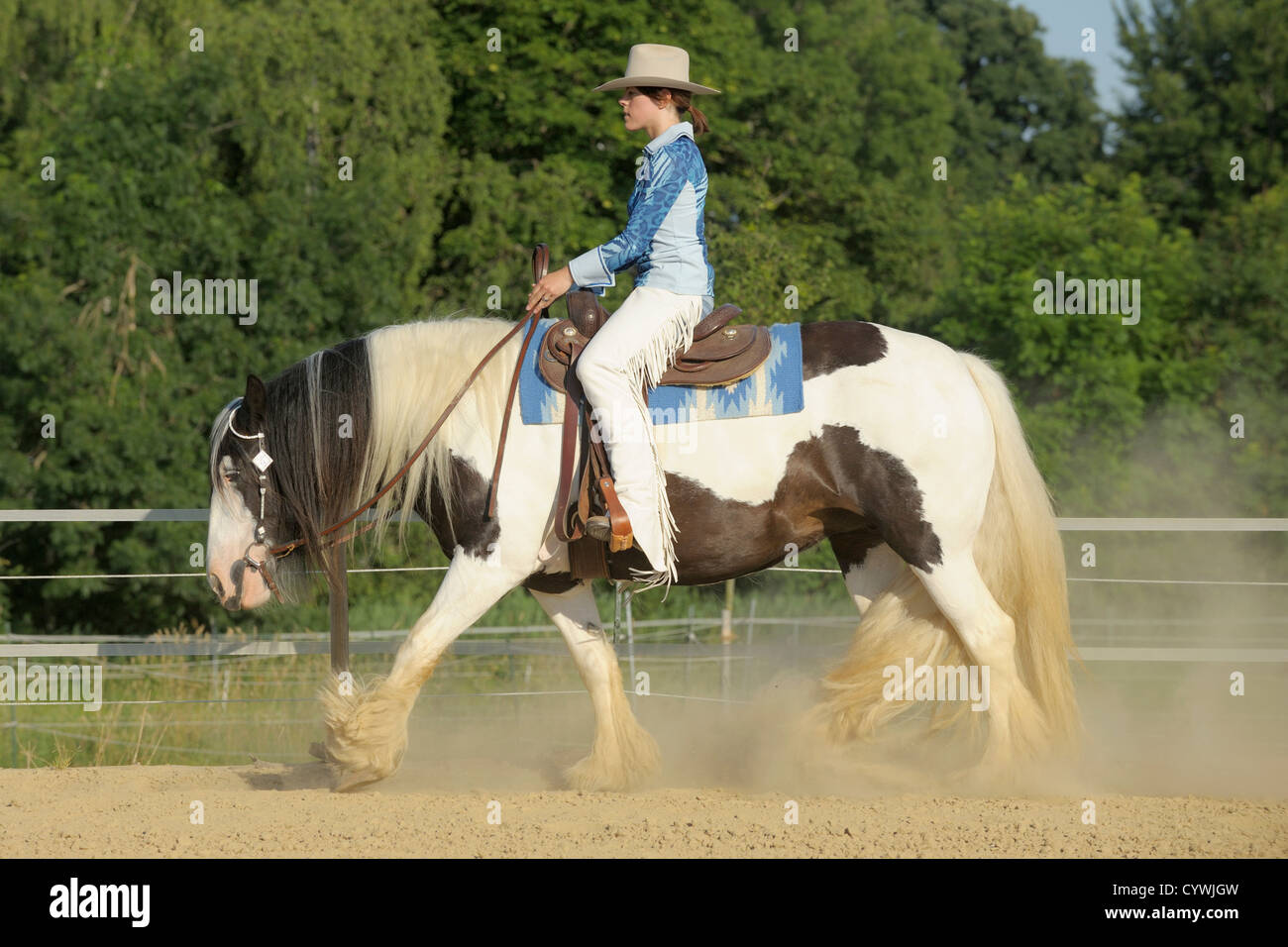 Western rider on back of an Irish Cob horse going jog Stock Photo Alamy