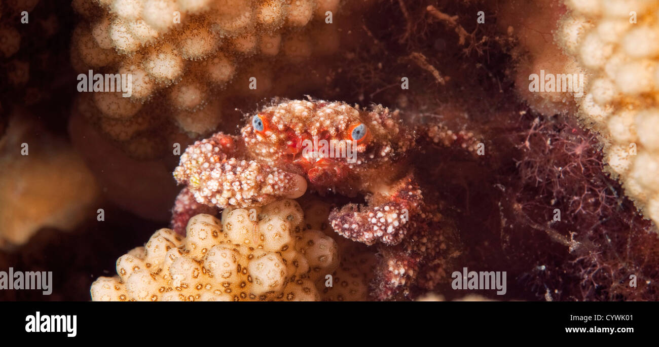 Coral crab, Symo sp., Komodo Indonesia Stock Photo