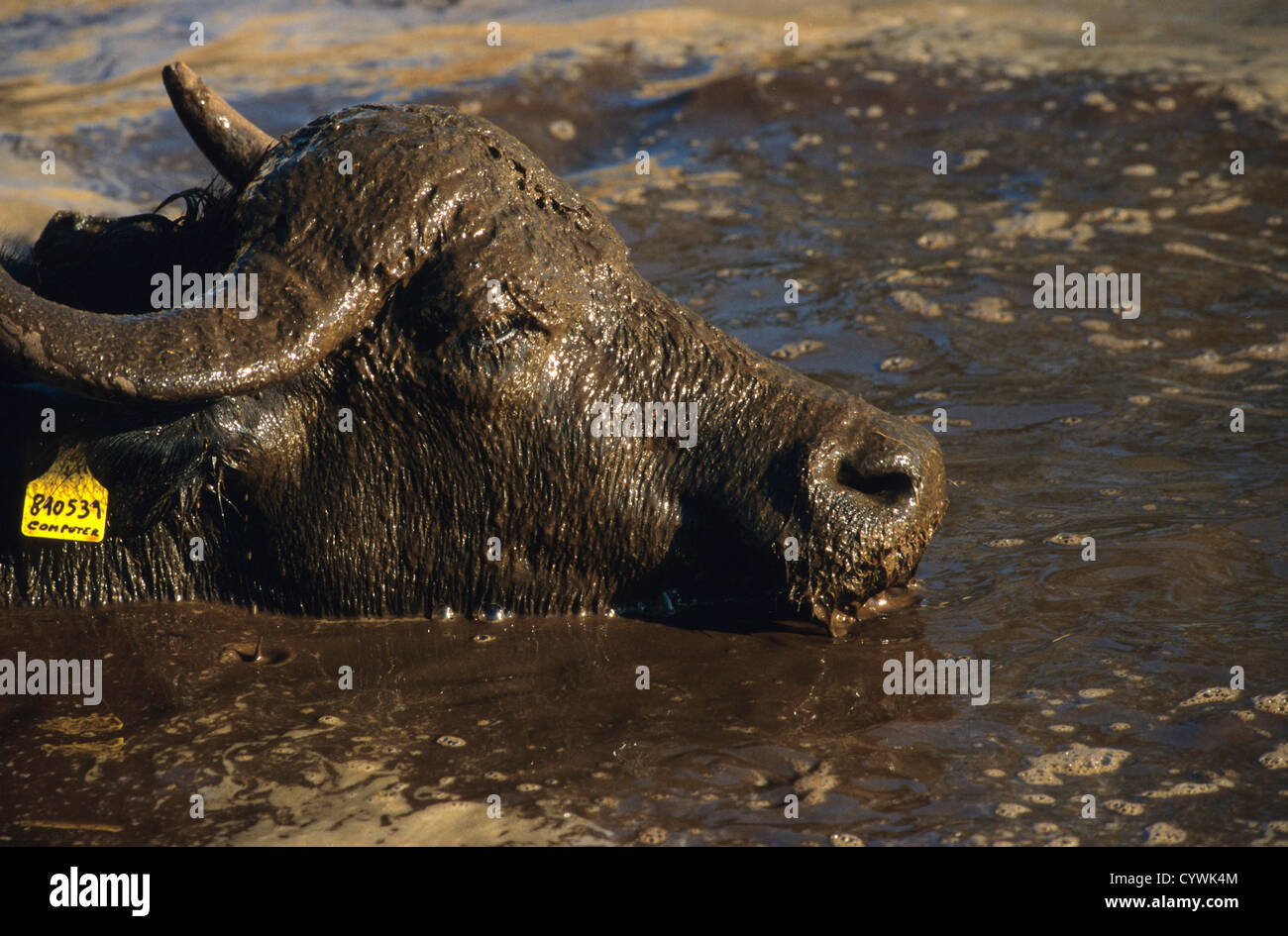 Buffalo mozzarella horn hires stock photography and images Alamy