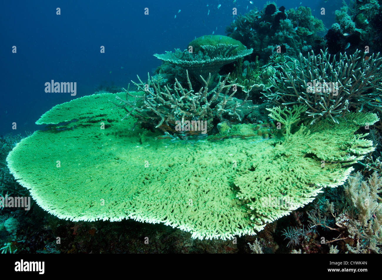 Table coral, Acropora hyacinthus, and branching corals, Acropora formasa, Banta Island Indonesia. Stock Photo