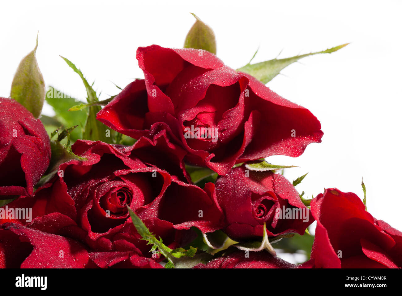 Red roses on white background Stock Photo Alamy