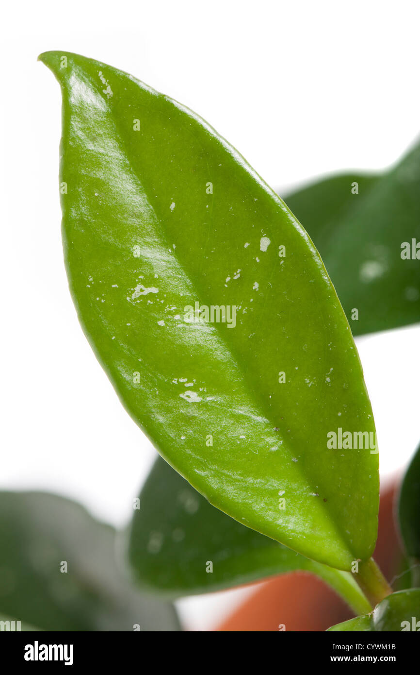 Waxplant, Porslinsblomma (Hoya carnosa) Stock Photo
